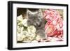 Grey Kitten Amongst Flowers-null-Framed Photographic Print