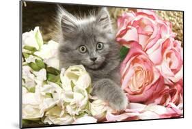 Grey Kitten Amongst Flowers-null-Mounted Photographic Print