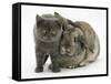 Grey Kitten and Agouti Lop Rabbit-Mark Taylor-Framed Stretched Canvas