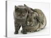 Grey Kitten and Agouti Lop Rabbit-Mark Taylor-Stretched Canvas