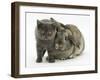 Grey Kitten and Agouti Lop Rabbit-Mark Taylor-Framed Photographic Print