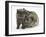 Grey Kitten and Agouti Lop Rabbit-Mark Taylor-Framed Photographic Print