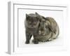 Grey Kitten and Agouti Lop Rabbit-Mark Taylor-Framed Photographic Print