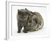 Grey Kitten and Agouti Lop Rabbit-Mark Taylor-Framed Photographic Print