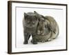 Grey Kitten and Agouti Lop Rabbit-Mark Taylor-Framed Photographic Print