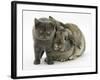 Grey Kitten and Agouti Lop Rabbit-Mark Taylor-Framed Photographic Print