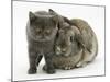 Grey Kitten and Agouti Lop Rabbit-Mark Taylor-Mounted Photographic Print