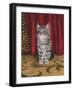 Grey Kitten and Red Curtain-Janet Pidoux-Framed Giclee Print