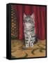 Grey Kitten and Red Curtain-Janet Pidoux-Framed Stretched Canvas