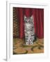 Grey Kitten and Red Curtain-Janet Pidoux-Framed Giclee Print