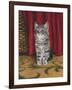 Grey Kitten and Red Curtain-Janet Pidoux-Framed Giclee Print