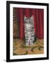 Grey Kitten and Red Curtain-Janet Pidoux-Framed Giclee Print