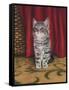 Grey Kitten and Red Curtain-Janet Pidoux-Framed Stretched Canvas