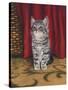 Grey Kitten and Red Curtain-Janet Pidoux-Stretched Canvas