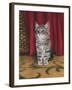 Grey Kitten and Red Curtain-Janet Pidoux-Framed Giclee Print