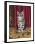 Grey Kitten and Red Curtain-Janet Pidoux-Framed Giclee Print