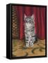 Grey Kitten and Red Curtain-Janet Pidoux-Framed Stretched Canvas