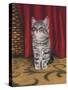 Grey Kitten and Red Curtain-Janet Pidoux-Stretched Canvas