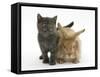 Grey Kitten and Sandy Lionhead Rabbit-Mark Taylor-Framed Stretched Canvas