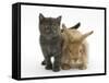 Grey Kitten and Sandy Lionhead Rabbit-Mark Taylor-Framed Stretched Canvas