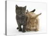 Grey Kitten and Sandy Lionhead Rabbit-Mark Taylor-Stretched Canvas