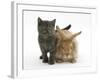 Grey Kitten and Sandy Lionhead Rabbit-Mark Taylor-Framed Photographic Print