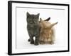 Grey Kitten and Sandy Lionhead Rabbit-Mark Taylor-Framed Photographic Print