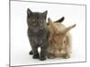 Grey Kitten and Sandy Lionhead Rabbit-Mark Taylor-Mounted Photographic Print