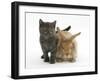 Grey Kitten and Sandy Lionhead Rabbit-Mark Taylor-Framed Photographic Print