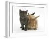 Grey Kitten and Sandy Lionhead Rabbit-Mark Taylor-Framed Photographic Print