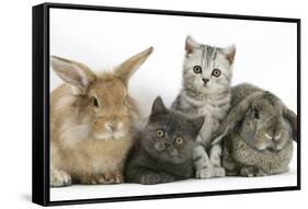 Grey Kitten and Silver Tabby Kitten with Sandy Lionhead-Cross and Agouti Lop Rabbits-Mark Taylor-Framed Stretched Canvas