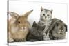 Grey Kitten and Silver Tabby Kitten with Sandy Lionhead-Cross and Agouti Lop Rabbits-Mark Taylor-Stretched Canvas