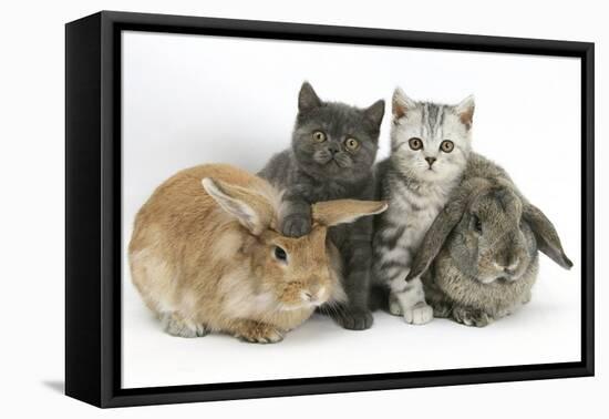 Grey Kitten and Silver Tabby Kitten with Sandy Lionhead-Cross and Agouti Lop Rabbits-Mark Taylor-Framed Stretched Canvas