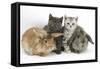 Grey Kitten and Silver Tabby Kitten with Sandy Lionhead-Cross and Agouti Lop Rabbits-Mark Taylor-Framed Stretched Canvas