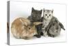 Grey Kitten and Silver Tabby Kitten with Sandy Lionhead-Cross and Agouti Lop Rabbits-Mark Taylor-Stretched Canvas