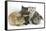 Grey Kitten and Silver Tabby Kitten with Sandy Lionhead-Cross and Agouti Lop Rabbits-Mark Taylor-Framed Stretched Canvas