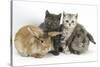 Grey Kitten and Silver Tabby Kitten with Sandy Lionhead-Cross and Agouti Lop Rabbits-Mark Taylor-Stretched Canvas