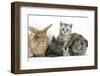 Grey Kitten and Silver Tabby Kitten with Sandy Lionhead-Cross and Agouti Lop Rabbits-Mark Taylor-Framed Photographic Print