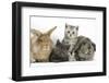 Grey Kitten and Silver Tabby Kitten with Sandy Lionhead-Cross and Agouti Lop Rabbits-Mark Taylor-Framed Photographic Print