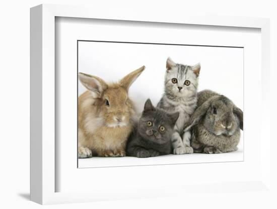 Grey Kitten and Silver Tabby Kitten with Sandy Lionhead-Cross and Agouti Lop Rabbits-Mark Taylor-Framed Photographic Print