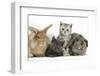 Grey Kitten and Silver Tabby Kitten with Sandy Lionhead-Cross and Agouti Lop Rabbits-Mark Taylor-Framed Photographic Print