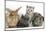 Grey Kitten and Silver Tabby Kitten with Sandy Lionhead-Cross and Agouti Lop Rabbits-Mark Taylor-Mounted Photographic Print