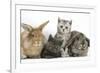 Grey Kitten and Silver Tabby Kitten with Sandy Lionhead-Cross and Agouti Lop Rabbits-Mark Taylor-Framed Photographic Print