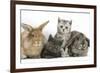 Grey Kitten and Silver Tabby Kitten with Sandy Lionhead-Cross and Agouti Lop Rabbits-Mark Taylor-Framed Photographic Print