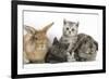 Grey Kitten and Silver Tabby Kitten with Sandy Lionhead-Cross and Agouti Lop Rabbits-Mark Taylor-Framed Photographic Print