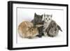 Grey Kitten and Silver Tabby Kitten with Sandy Lionhead-Cross and Agouti Lop Rabbits-Mark Taylor-Framed Photographic Print