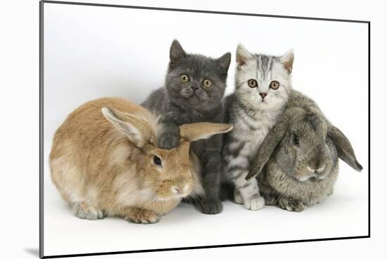 Grey Kitten and Silver Tabby Kitten with Sandy Lionhead-Cross and Agouti Lop Rabbits-Mark Taylor-Mounted Photographic Print