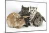 Grey Kitten and Silver Tabby Kitten with Sandy Lionhead-Cross and Agouti Lop Rabbits-Mark Taylor-Mounted Photographic Print