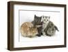 Grey Kitten and Silver Tabby Kitten with Sandy Lionhead-Cross and Agouti Lop Rabbits-Mark Taylor-Framed Photographic Print