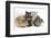 Grey Kitten and Silver Tabby Kitten with Sandy Lionhead-Cross and Agouti Lop Rabbits-Mark Taylor-Framed Photographic Print